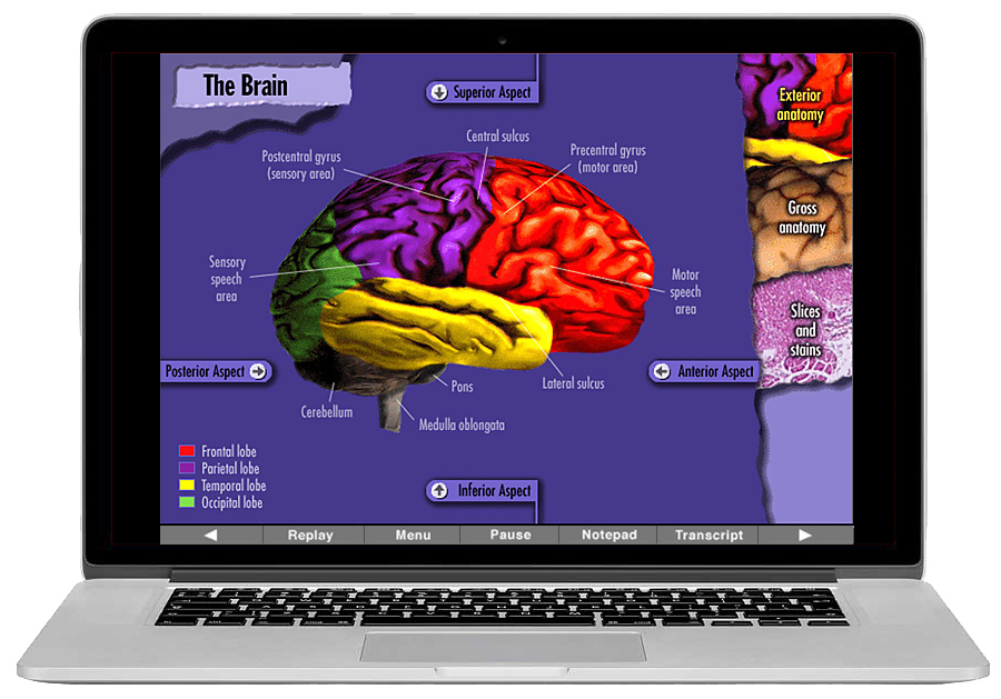 Brain anatomy interactive